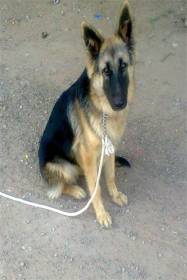 Team Member